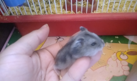 Hamster anão russo